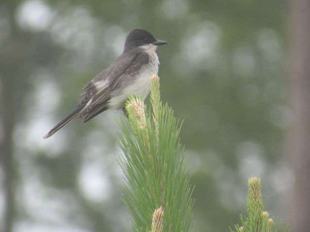 Eastern Kingbird