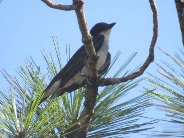 Eastern Kingbird