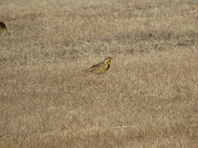 Eastern Meadowlark