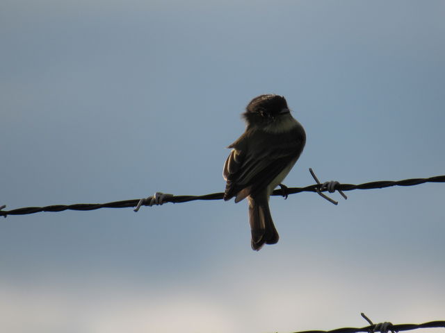 Eastern Phoebe