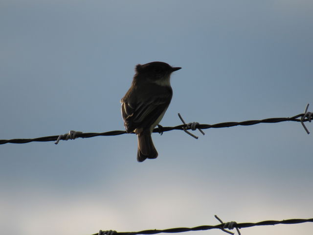Eastern Phoebe