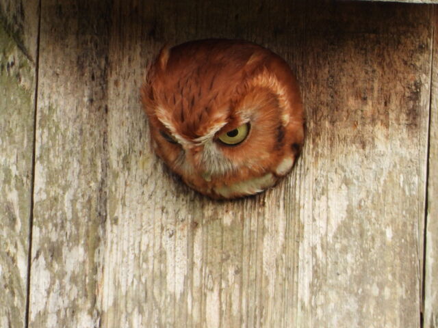 Eastern Screech-Owl