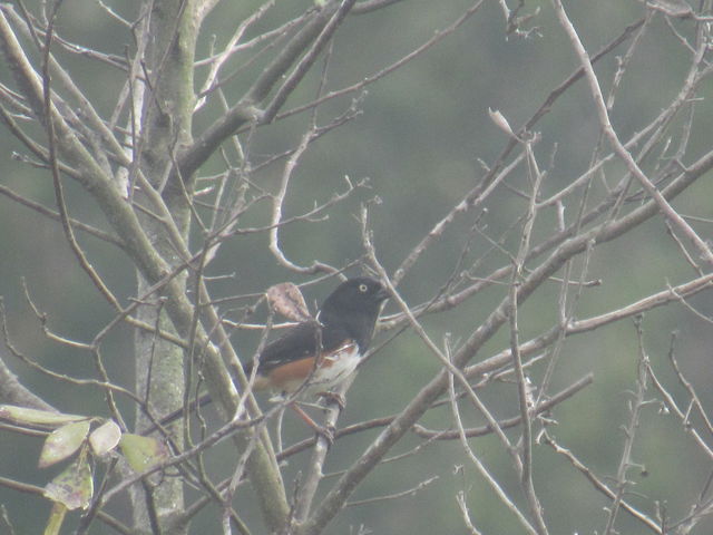 Eastern Towhee