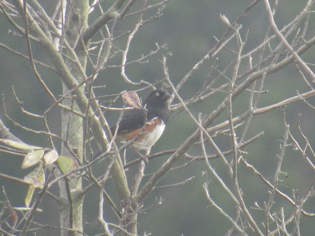 Eastern Towhee