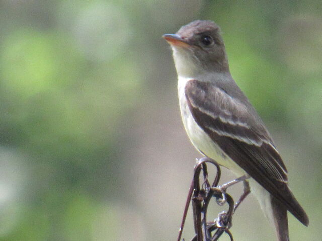 Eastern Wood-Pewee