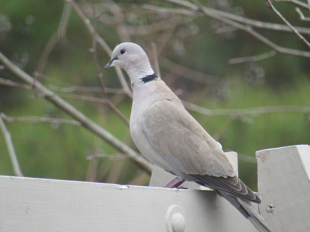 Eurasian Collared-Dove