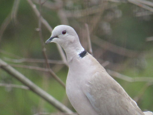 Eurasian Collared-Dove