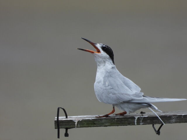 Forster's Tern