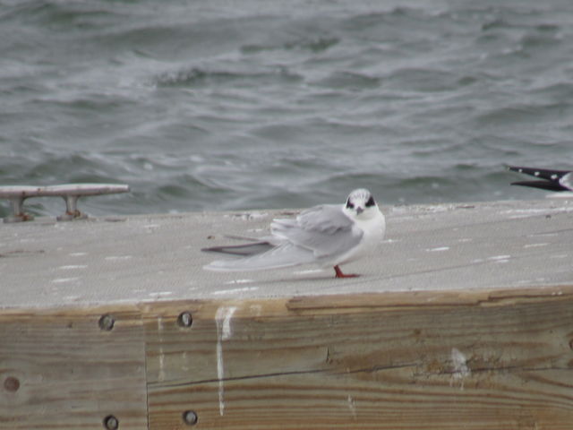 Forster's Tern
