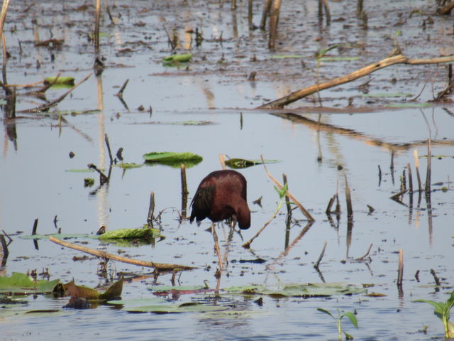 Glossy Ibis