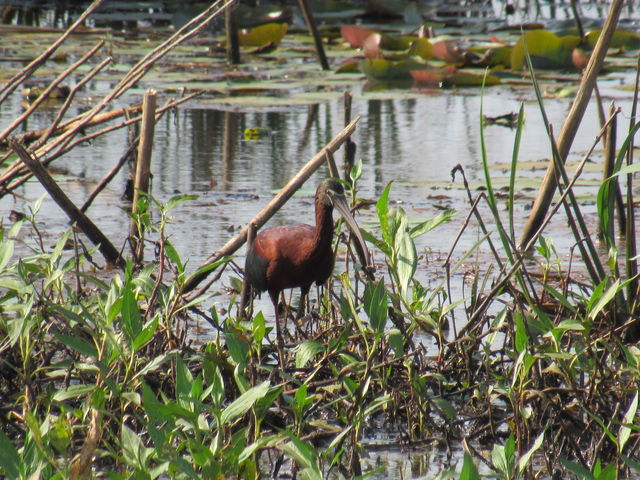 Glossy Ibis