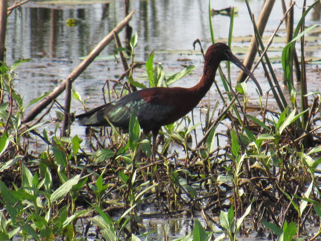 Glossy Ibis