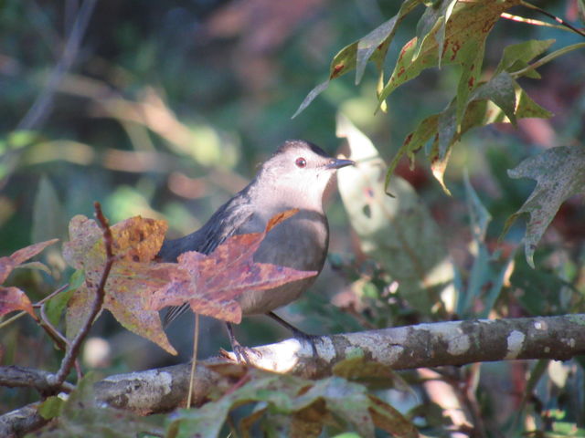Gray Catbird