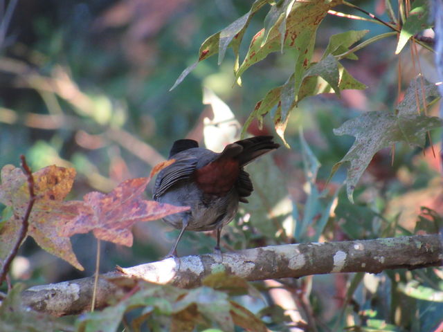 Gray Catbird