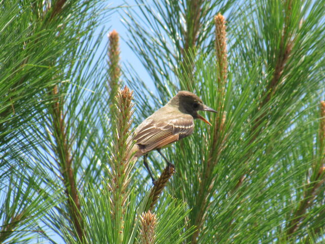 Great Crested Flycatcher