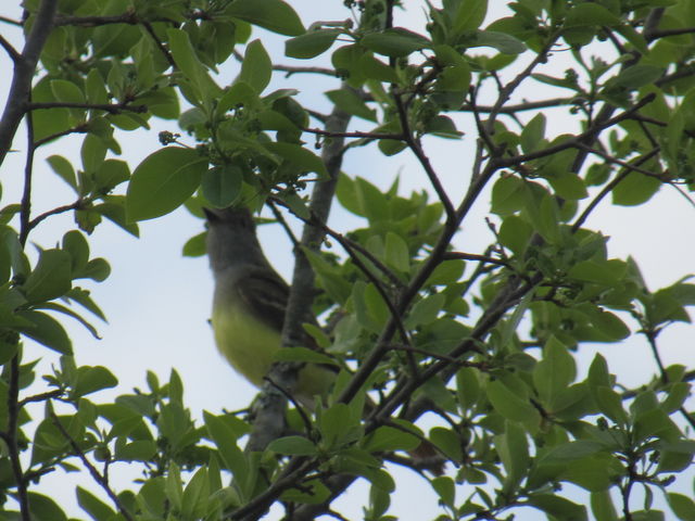 Great Crested Flycatcher