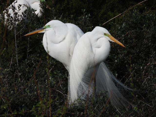 Great Egret