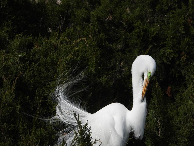 Great Egret