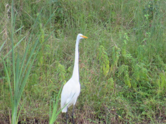Great Egret