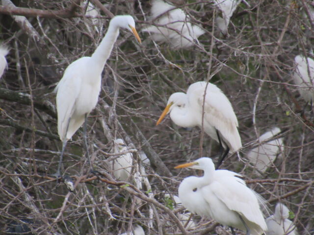 Great Egret