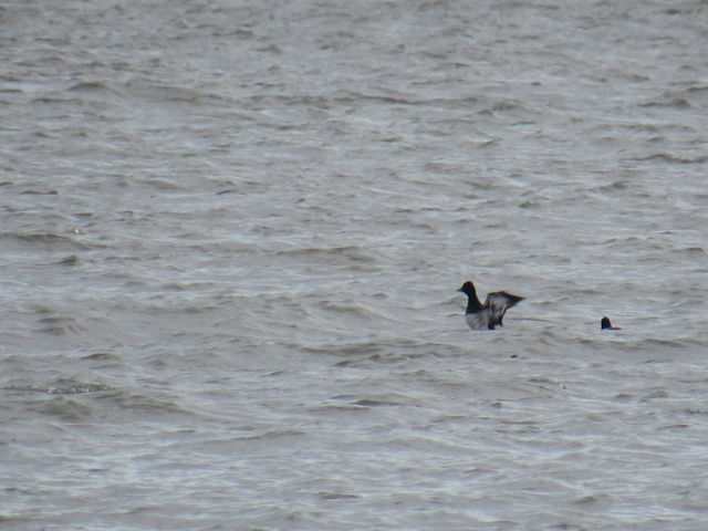 Greater Scaup