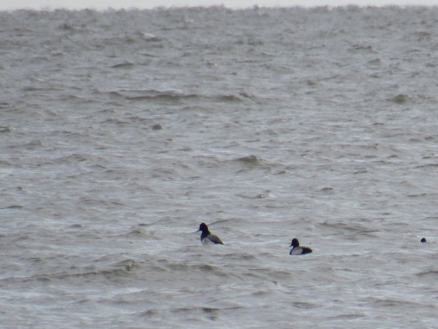 Greater Scaup