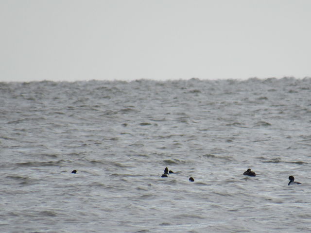 Greater Scaup