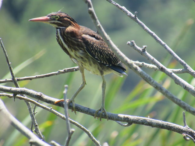 Green Heron