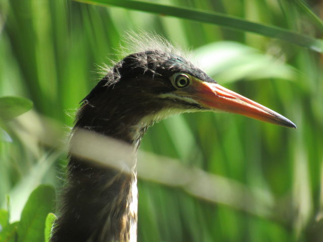 Green Heron