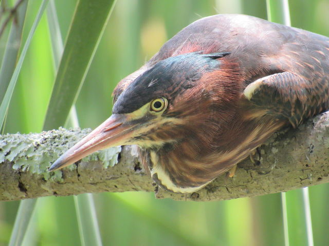 Green Heron