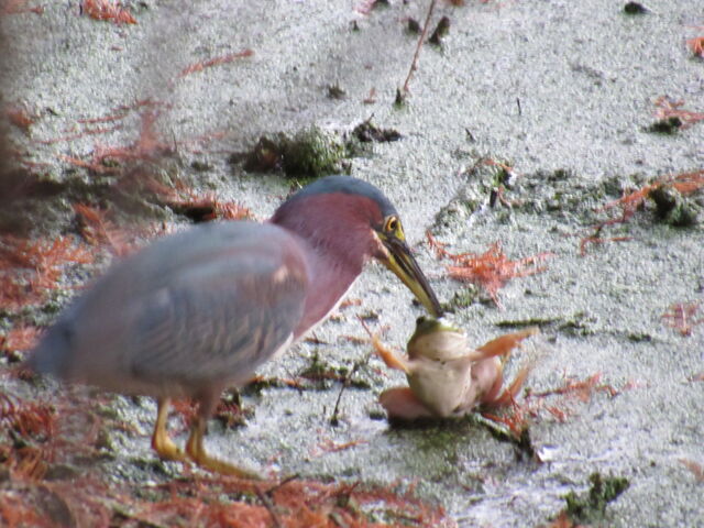 Green Heron