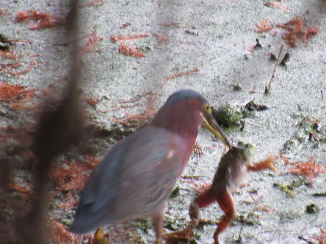 Green Heron