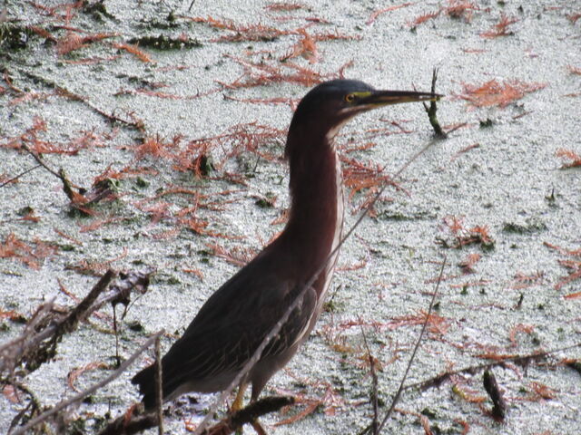 Green Heron