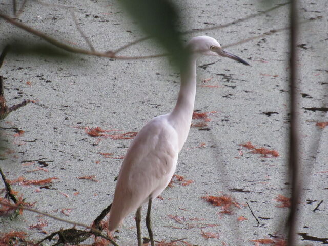 Green Heron