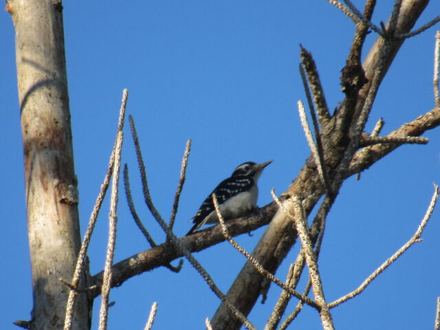 Hairy Woodpecker