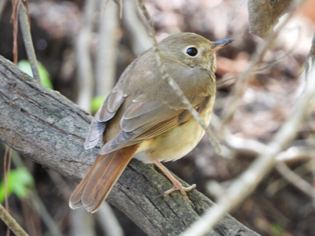 Hermit Thrush