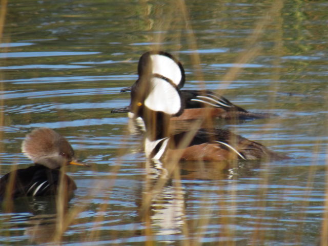 Hooded Merganser