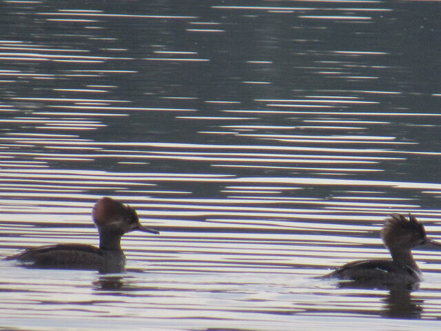 Hooded Merganser