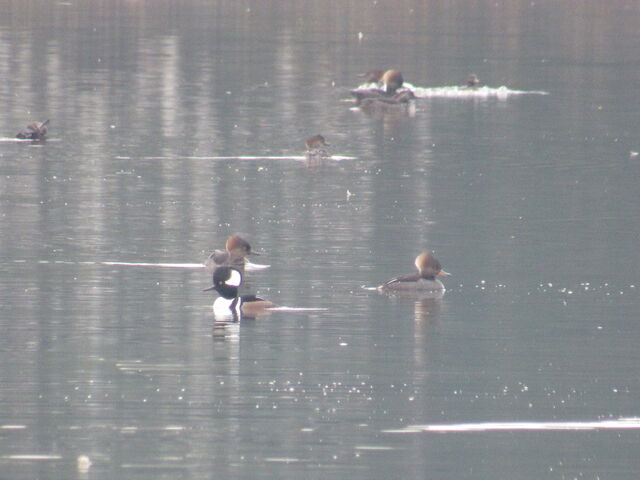 Hooded Merganser