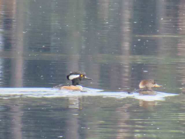 Hooded Merganser