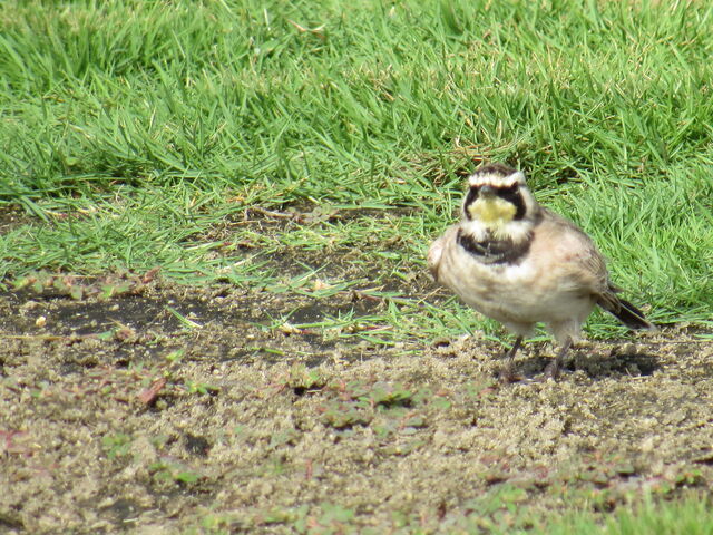 Horned Lark