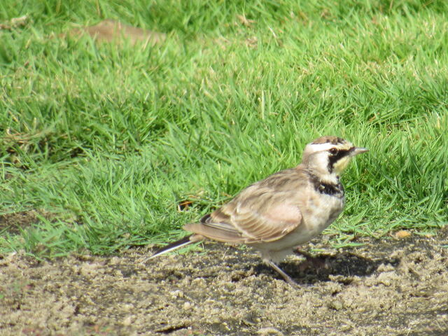 Horned Lark