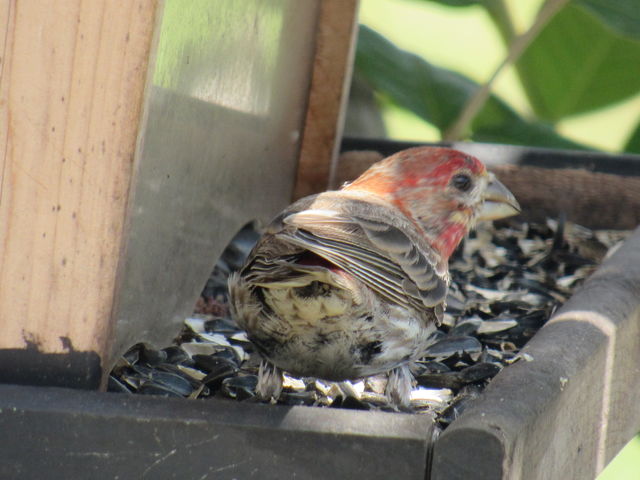 House Finch