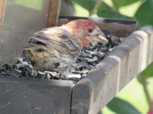 House Finch