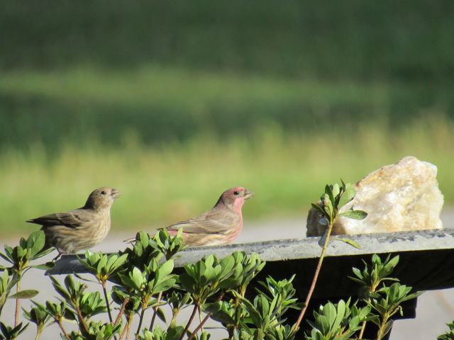 House Finch