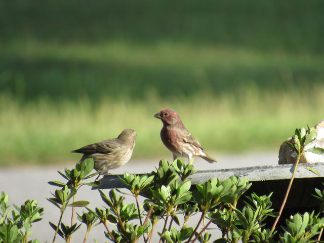 House Finch