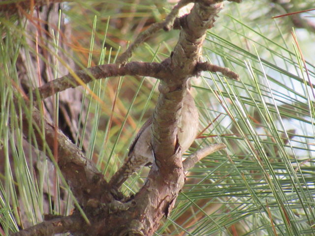 Northern House Wren
