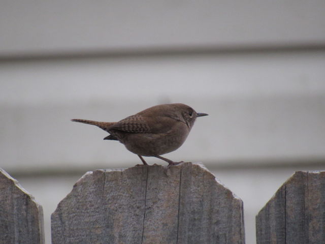 Northern House Wren
