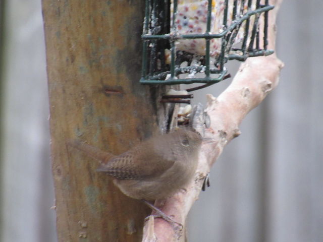 Northern House Wren