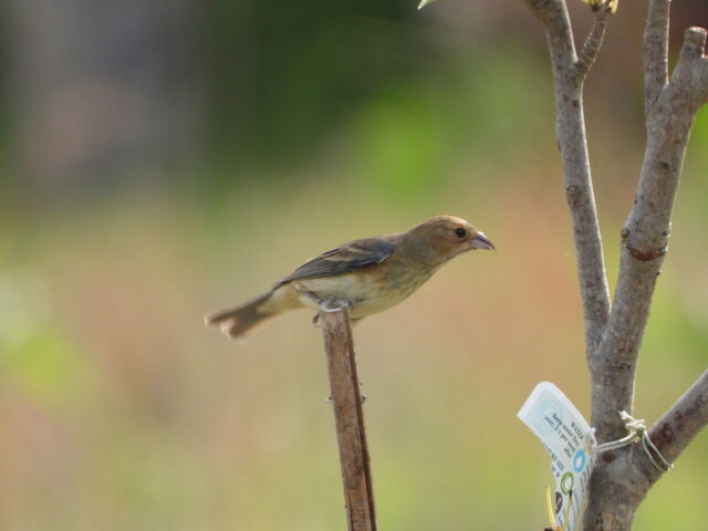 Indigo Bunting